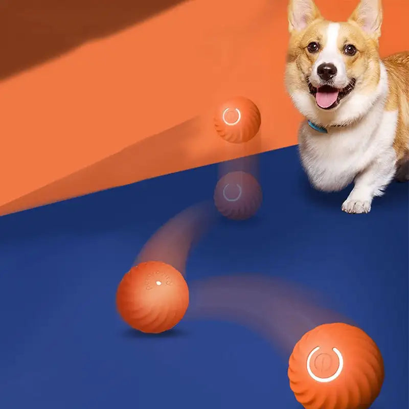 Chien qui regarde une Balle interactive rebondissante rouge rebondir et rouler