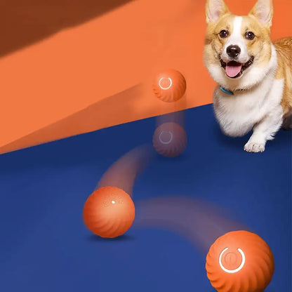 Chien qui regarde une Balle interactive rebondissante rouge rebondir et rouler