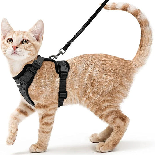 Harnais pour chat ou petit chien sur un chat roux