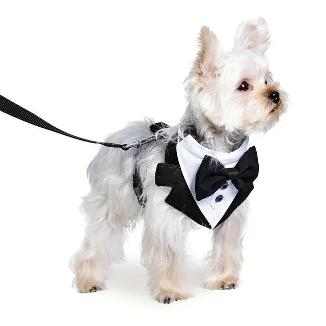 Harnais smoking pour chien présenter sur un bichon