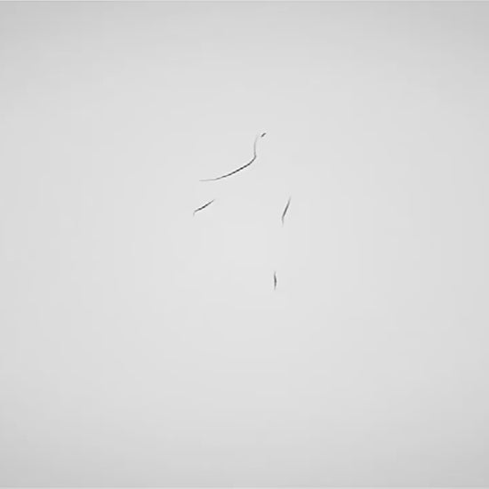 Harnais pour chat ou petit chien. Vidéo de démonstration