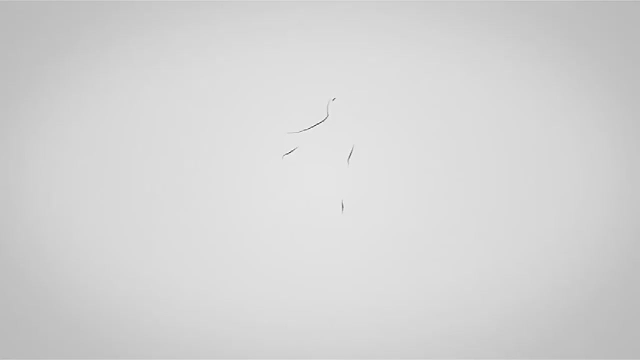 Harnais pour chat ou petit chien. Vidéo de démonstration